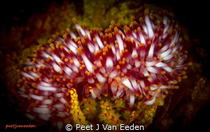 The Rare Walking Sea-anemone.

 One of only 2 of this s... by Peet J Van Eeden 